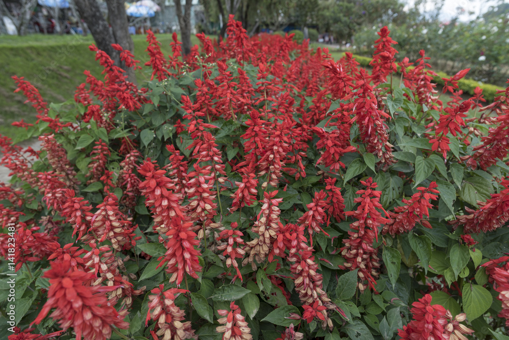Naklejka premium flower in park
