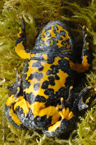 Bombina variegata / Crapaud sonneur à ventre jaune photo