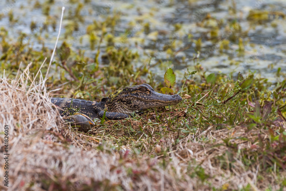 American Alligator (Alligator mississippiensis) juvenile resting on shore American Alligator (Alligator mississippiensis) juvenile resting on shore