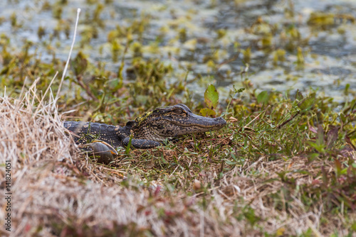 American Alligator  Alligator mississippiensis  juvenile resting on shore