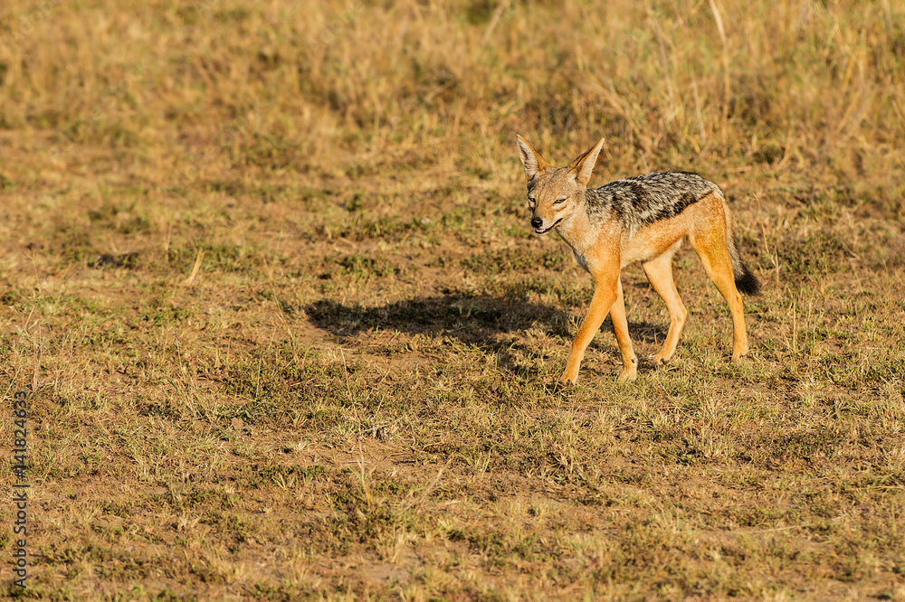 Masai Mara Park, Kenya, Africa. Masai Mara Park, Kenya, Africa.