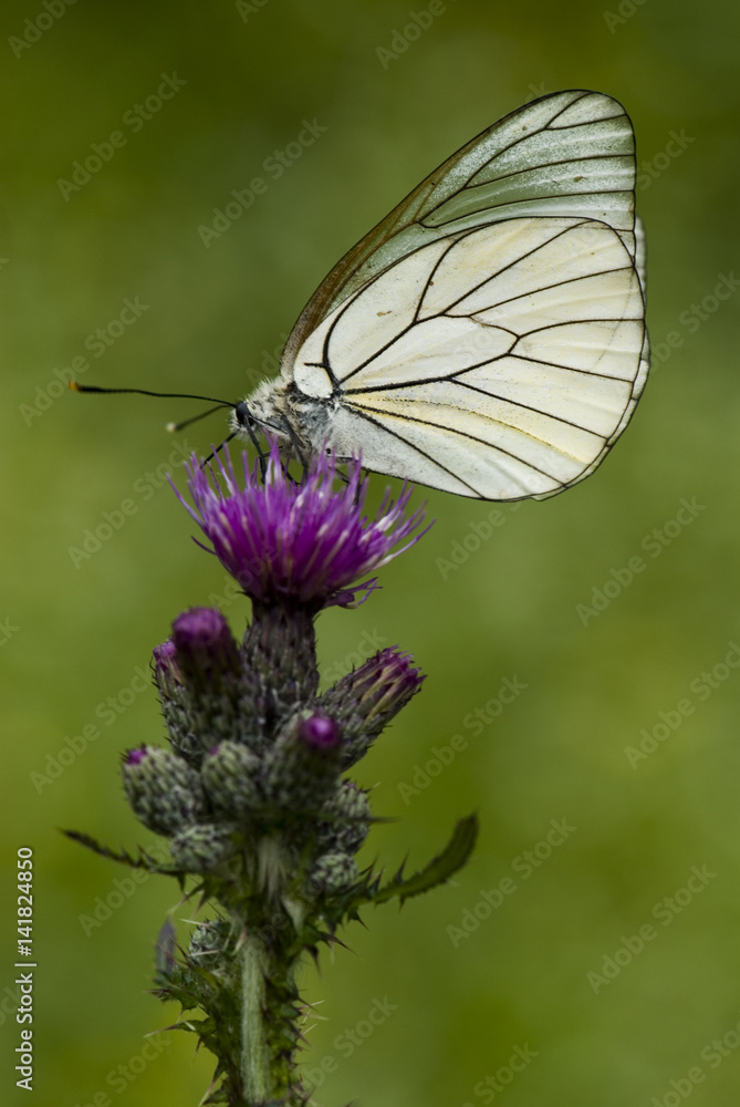Aporia crataegi / Gazé / Piéride de l'aubépine Aporia crataegi / Gazé / Piéride de l'aubépine