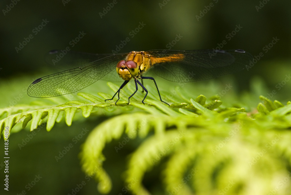 Sympetrum sanguineum / Sympétrum rouge sang / Femelle Sympetrum sanguineum / Sympétrum rouge sang / Femelle