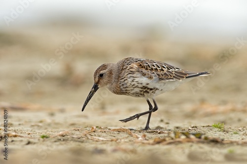 Viareggio,Tuscany,Italy.A dunlin taken on the beach in Viareggio