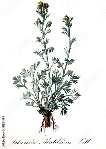 Illustration botanique / Artemisia umbelliformis / Genépi jaune
