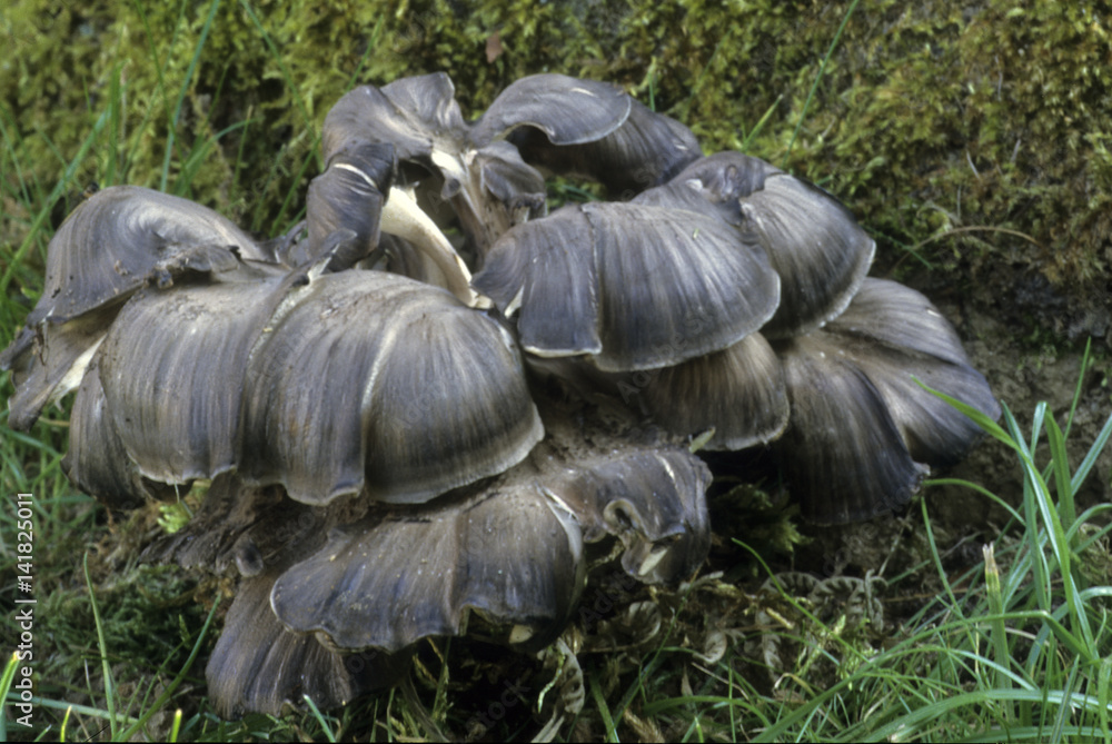 Grifola frondosa / Polypore en touffe Grifola frondosa / Polypore en touffe