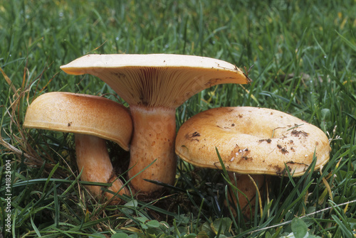 Lactarius salmonicolor / Lactaire couleur saumon photo