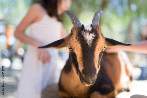 Girl is grooming a goat with a brush at a petting zoo.