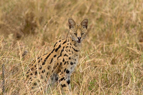 Portrait of serval at Maasai Mara National Reserve photo