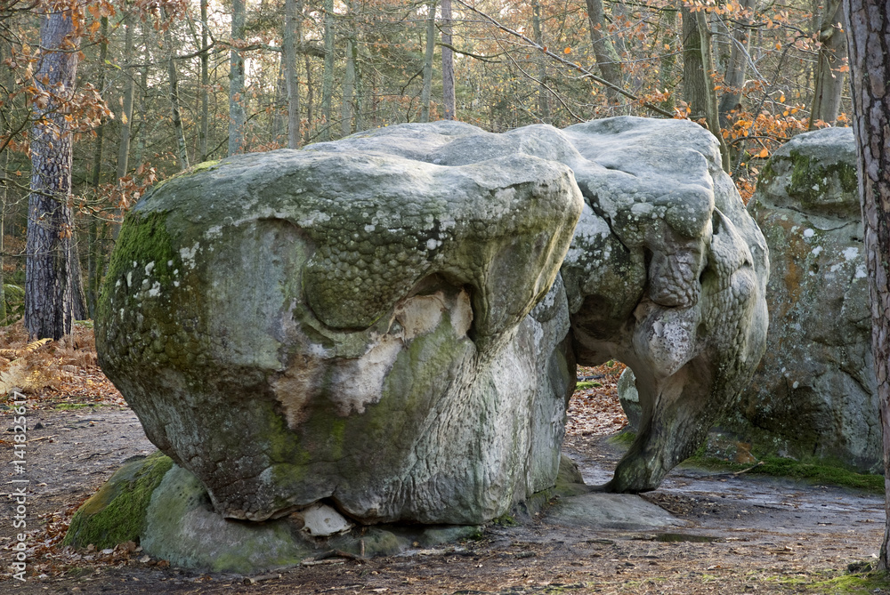 Rocher de l'éléphant / Forêt de Fontainebleau Rocher de l'éléphant / Forêt de Fontainebleau