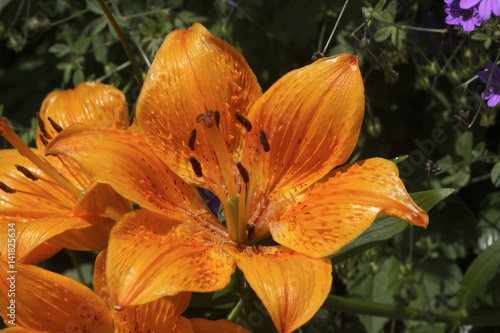 Lilium bulbiferum 'Croceum' / Lis safrané photo