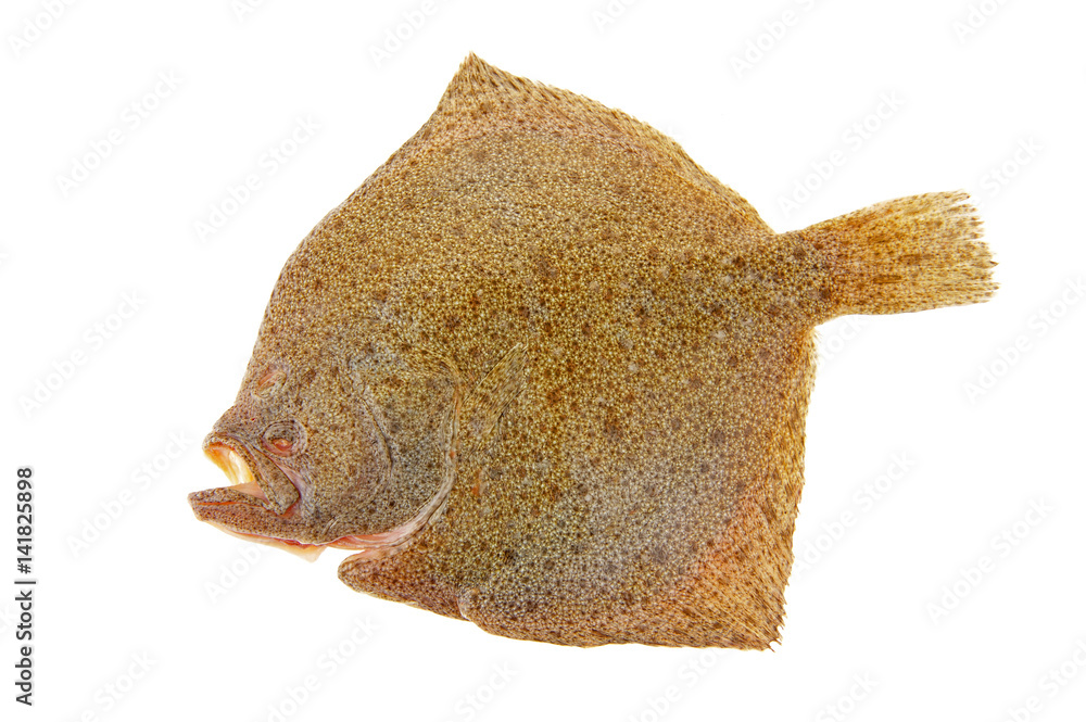 Obraz premium The flounder isolated on a white background
