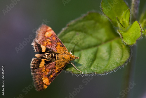 Pyrausta purpuralis / Pyrauste pourpre / Pyrale pourpre photo