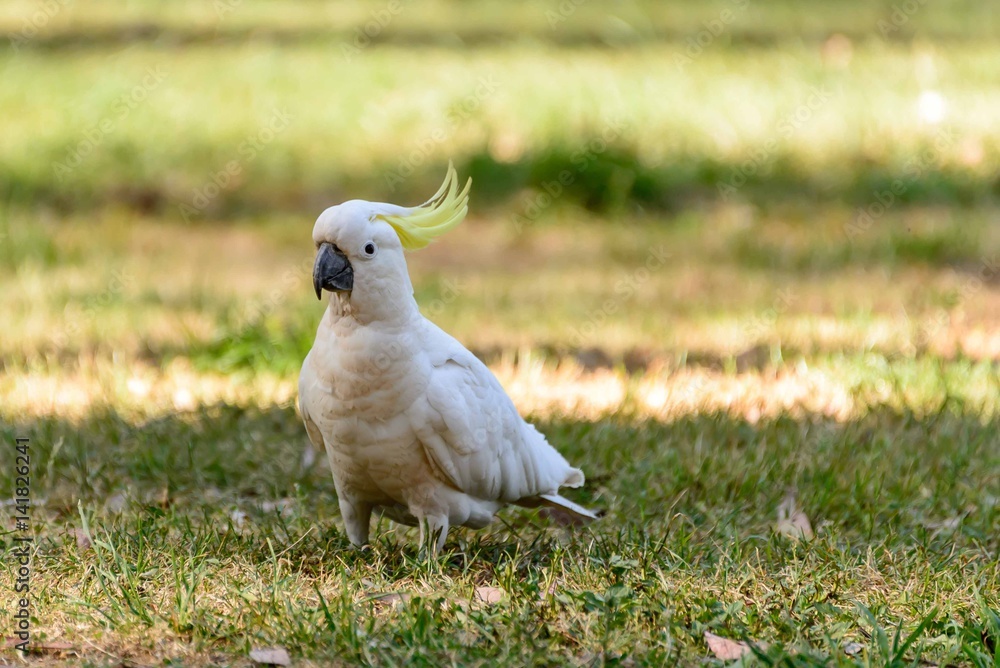 Fototapeta premium bird
