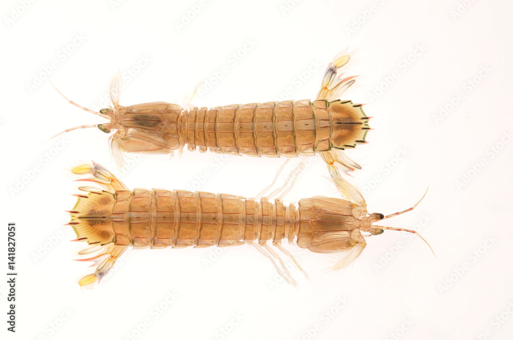 On a white background of del piero shrimp, a kind of Marine organisms, edible mantis shrimp On a white background of del piero shrimp, a kind of Marine organisms, edible mantis shrimp