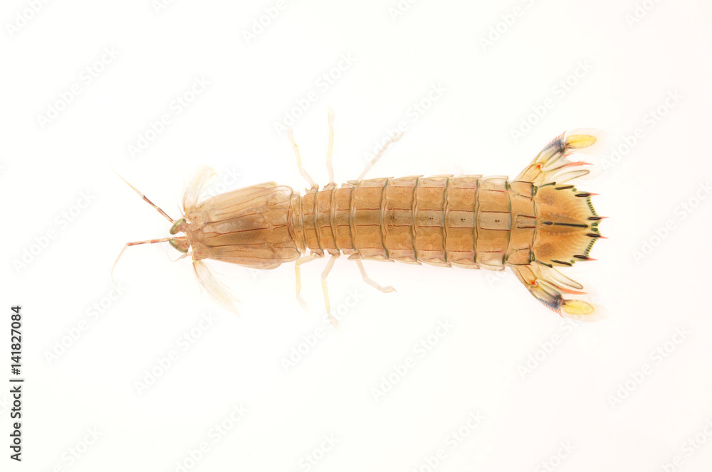 On a white background of del piero shrimp, a kind of Marine organisms, edible mantis shrimp