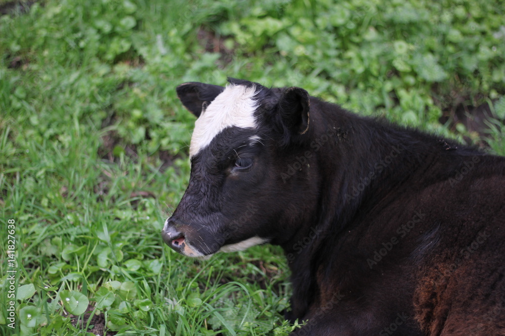 Fototapeta premium Tagged cow laying in the grass