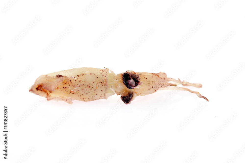Squid isolated on a white background Squid isolated on a white background