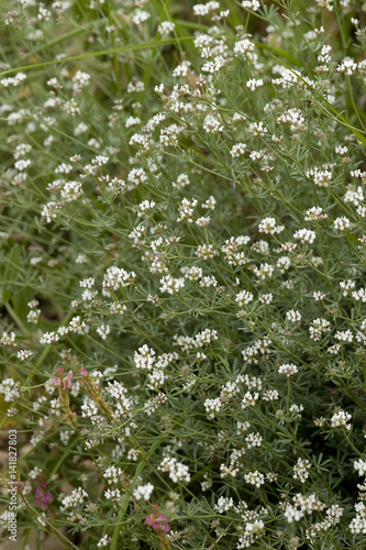 Dorycnium pentaphyllum / Dorycnie à cinq folioles photo