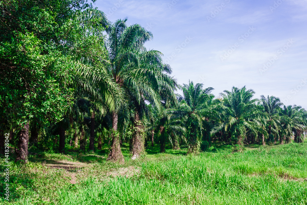 The palm forest under the sun. The green palm forest in sunny day. Horizontal outdoors shot.