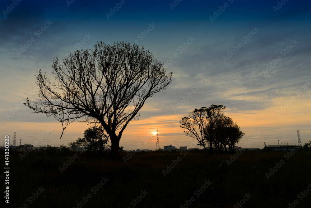 Sunset and silhouette trees