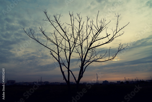 Sunset and silhouette trees