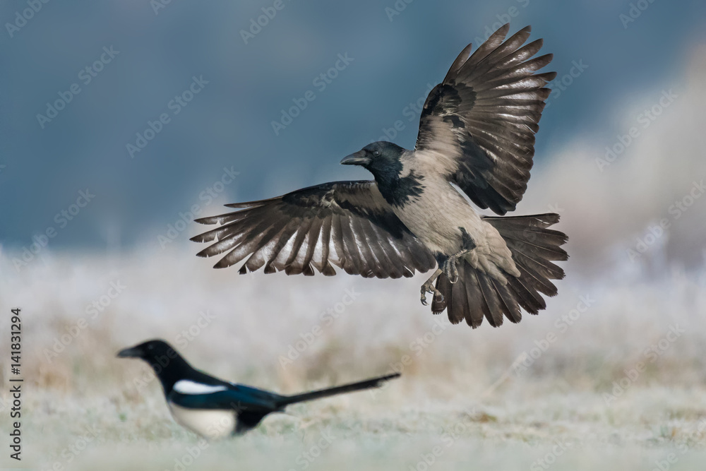 Obraz premium Hooded Crow/on the meadow