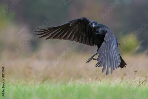 Common Raven/in flight