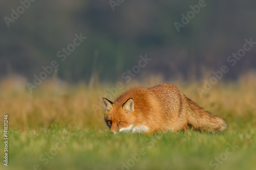 Red Fox/on the meadow © Rafa