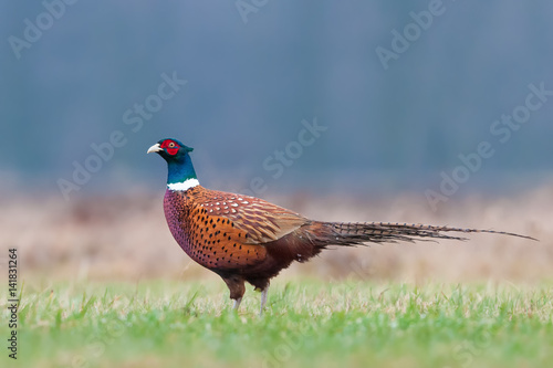 Walk the meadow in winter/Common Pheasant