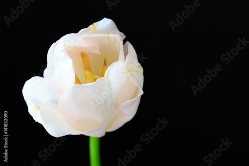 White tulip on a black background