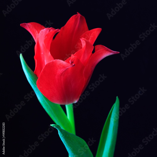 Red tulip on a black background