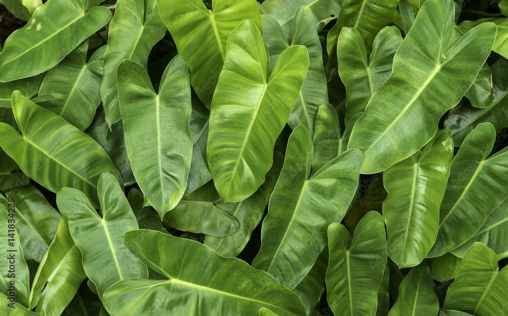 Fototapeta premium Green leaves background pattern.