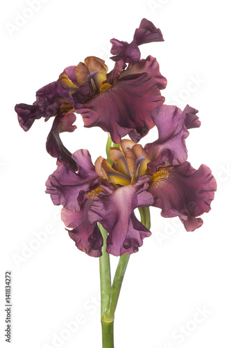 Fototapeta Naklejka Na Ścianę i Meble -  iris flower isolated