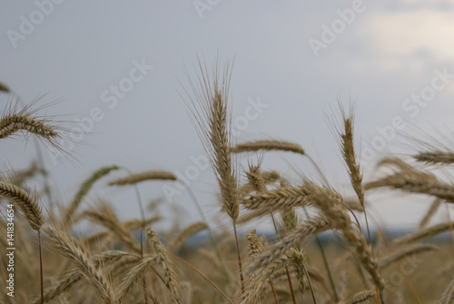 Ears of wheat on the field