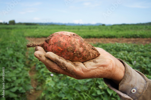 Sweet potato on farmer hand with landscape vegetable farm background