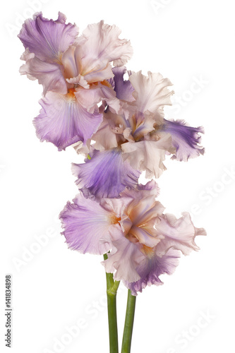 Fototapeta Naklejka Na Ścianę i Meble -  iris flowers isolated