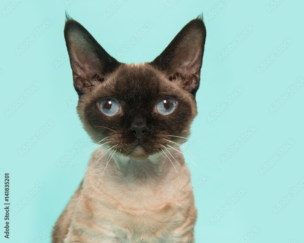 Pretty seal point devon rex cat portrait with blue eyes looking straight into the camera on a mint blue background