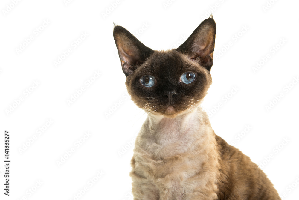 Pretty seal point devon rex cat portrait with blue eyes looking straight into the camera isolated on a white background