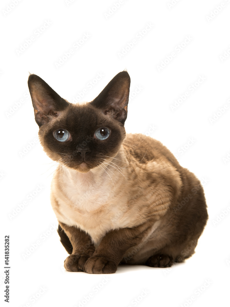 Pretty seal point devon rex cat with blue eyes lying down looking straight into the camera seen from the side isolated on a white background