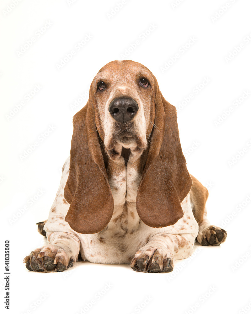 Adult basset hound lying down facing the camera seen from the front isolated on a white background
