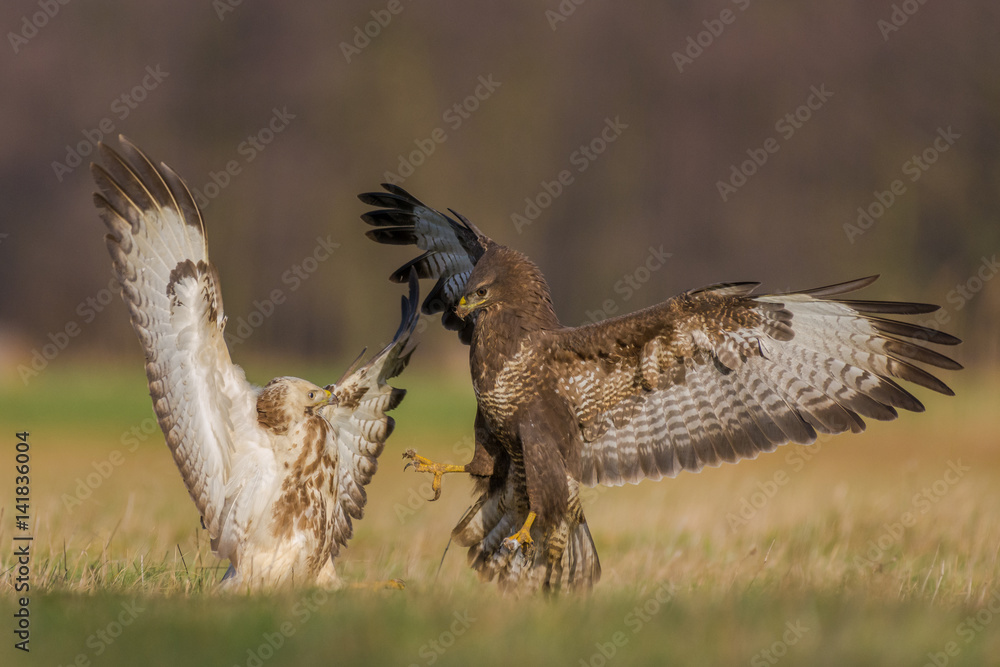 Fototapeta premium Fight in the meadow/Common Buzzard