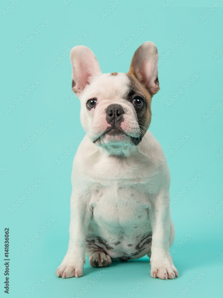 Cute sitting white and brown french bulldog puppy facing the camera on a mint blue background