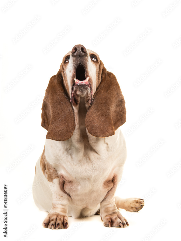Basset hound sitting and looking up with its mouth open seen from the front isolated on a white background