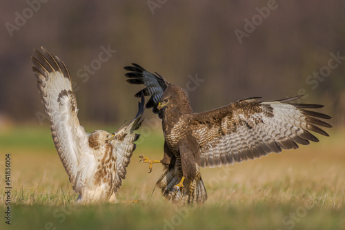 Fight in the meadow/Common Buzzard