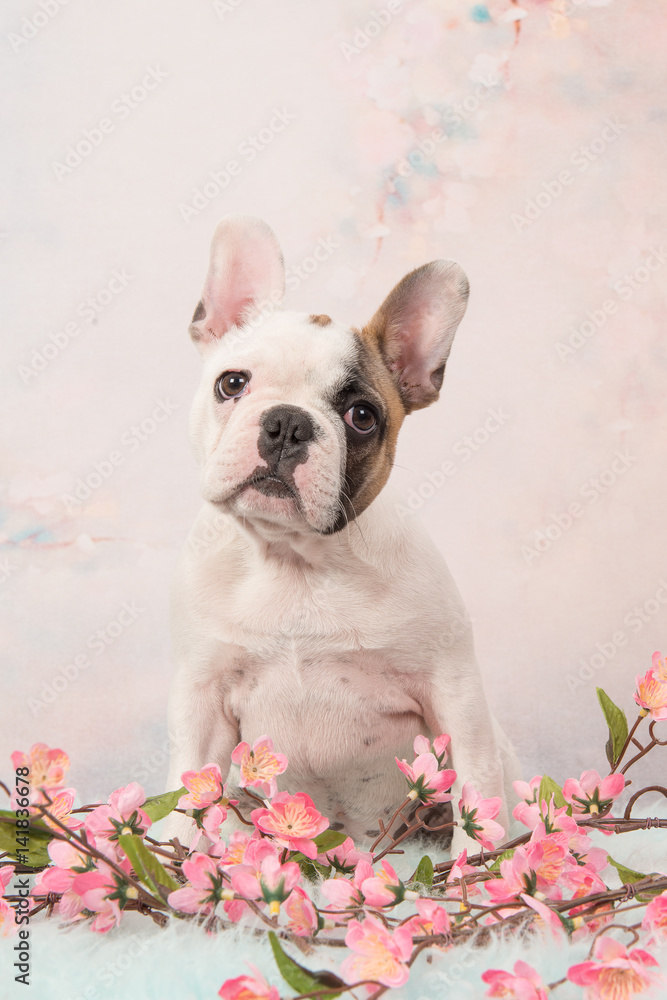 Cute sitting white and brown french bulldog puppy facing the camera on a pink romantic flower background