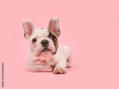 Cute white and brown french bulldog puppy lying down looking away on a pink background