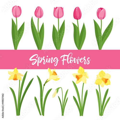 Spring flowers growing in the garden. Tulips and daffodils isolated on white background.