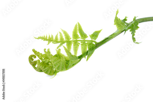 fresh vegetable fern or paco fern on white background