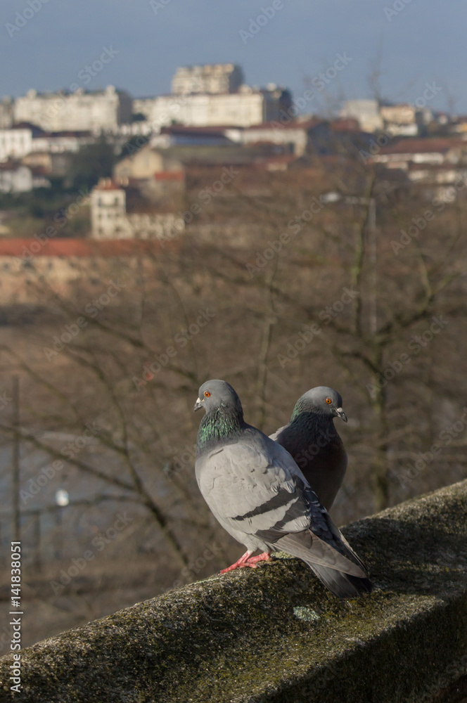 Fototapeta premium two pidgeons on the edge of a building